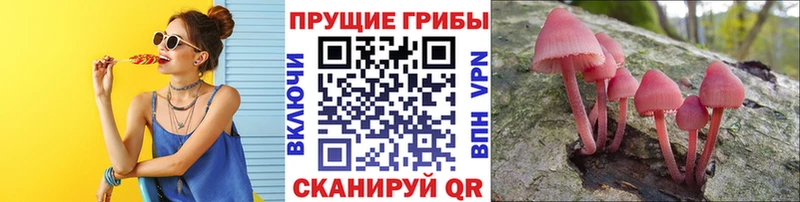 Псилоцибиновые грибы MAGIC MUSHROOMS  blacksprut ссылки  Тамбов  дарк нет состав  купить наркотик 